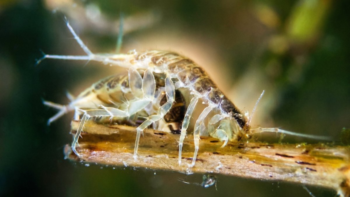 Microfauna Rumenala Why Aquatic Microfauna Are Essential for Freshwater Ecosystems | The ...